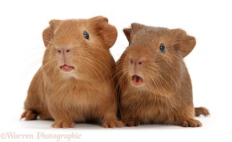 Two baby red Guinea pigs, squeaking