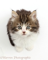 Fluffy tabby-and-white kitten looking up