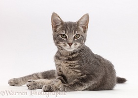 Grey tabby kitten