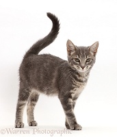 Grey tabby kitten walking with tail up