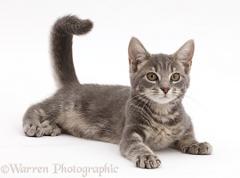 Playful grey tabby kitten