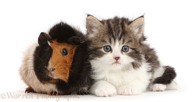 Tabby-and-white kitten with Guinea pig