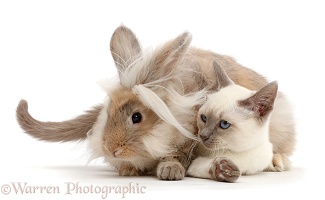 Blue-point Birman-cross kitten with fluffy bunny