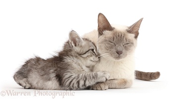 Silver tabby kitten snuggling up to his Birman-cross mother cat