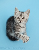 Silver tabby kitten on blue background