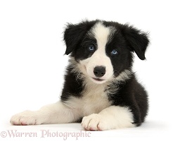 Black-and-white Border Collie pup lying with head up