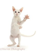 White Oriental kitten standing up and swiping