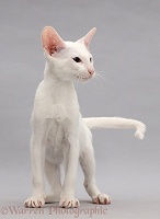 White Oriental kitten standing on grey background