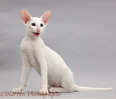 White Oriental kitten sitting and meowing on grey background