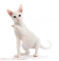 White Oriental kitten, with raised paw