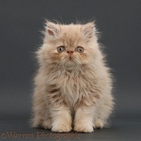 Persian kitten, sitting on grey background