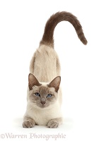 Blue-point Birman-cross cat, arching back to be stroked