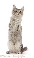 Mackerel Silver Tabby cat, sitting up and begging