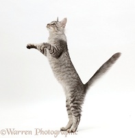 Mackerel Silver Tabby cat, playfully jumping up