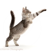 Mackerel Silver Tabby cat, playfully jumping up