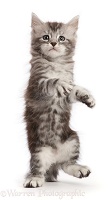 Silver tabby kitten, standing up as if walking on hind legs