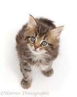 Brown tabby kitten, 6 weeks old, sitting and looking up