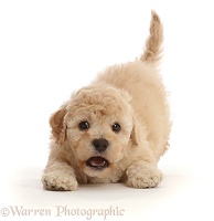 Playful Cavapoochon puppy, 6 weeks old, in play-bow