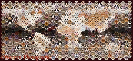592 Cats of the world map photo mosaic