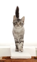 Silver tabby kitten on a catwalk