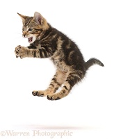 Tabby kitten leaping and grasping