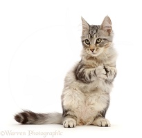 Silver tabby kitten with clasped paws