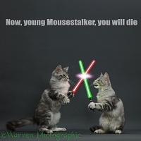 Silver tabby kittens fighting with light sabres