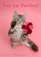 You are Purrfect silver tabby kitten, with a bunch of flowers