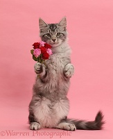 Silver tabby kitten, with a bunch of flowers on pink background