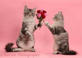 Silver tabby kitten, offering roses to another