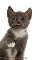Blue-and-white kitten pointing with a paw