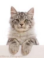 Silver tabby kitten, with paws over