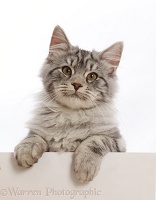 Silver tabby kitten, with paws over