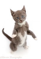 Blue bicolour kitten, standing up with raised paws