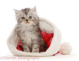 Silver tabby Persian-cross kitten in a Santa hat
