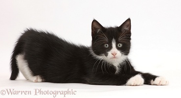 Black-and-white kitten lying