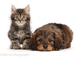 Tabby Persian-cross kitten and Goldendoodle puppy