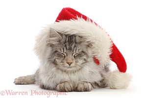 Sleepy silver tabby cat, wearing a Santa hat