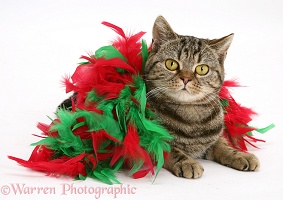 Tabby cat wrapped in a feather bower