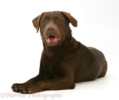 Chocolate Labrador, lying with head up
