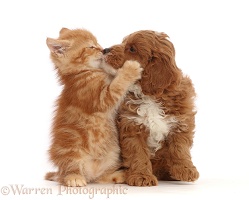 Ginger kitten kissing with Cavapoo puppy