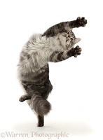 Silver tabby cat leaping up and turning