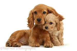 Cocker Spaniel puppy with Cavapoo puppy