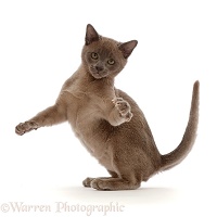 Burmese kitten, swiping with a paw