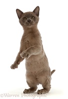 Burmese kitten, standing up