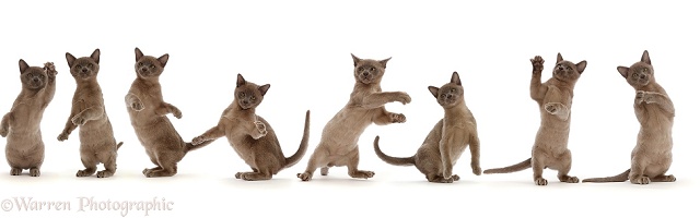 Burmese kitten, dancing sequence