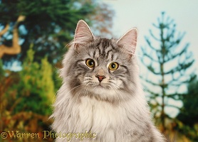 Silver tabby cat portrait