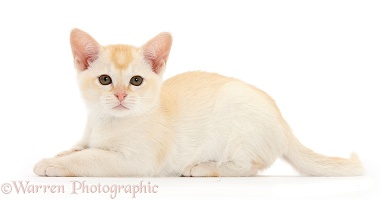 Red Burmese kitten