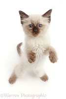 Ragdoll x Siamese kitten standing and looking up