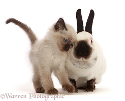 Ragdoll x Siamese kitten snuggling up to colourpoint rabbit